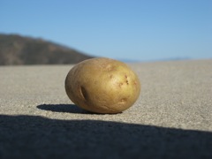 18_Potato.jpg